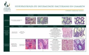 Hispatologia de Enfermedades Bacterianas en Camaron